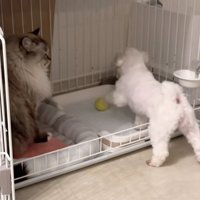 前足を伸ばすちゃむさん