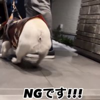 外に連れ出される犬