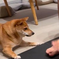 困り顔な犬、アップ