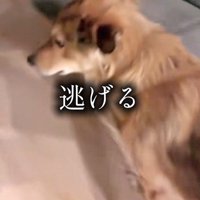 ラッキーくんの態度の違い3