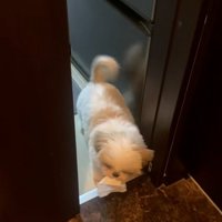 尻尾を振るよもぎくん