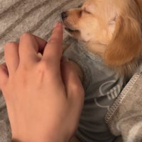 子犬の舌を触ろうとする飼い主
