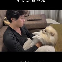 見つめあう犬と人