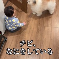 赤ちゃんを守る小太郎くん2