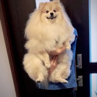 小型犬