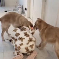 女性のパジャマを引っ張るゴールデン