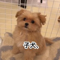 おすわりするのえるちゃん