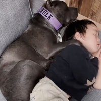 寄り添って眠る犬