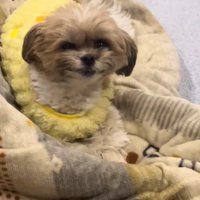 微笑む犬1