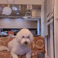 前に乗り出す犬