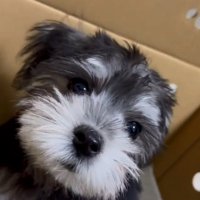 ドアップの貂ちゃん