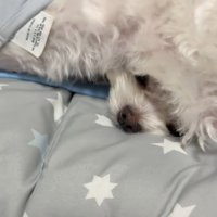 お兄ちゃん犬に乗られている小型犬