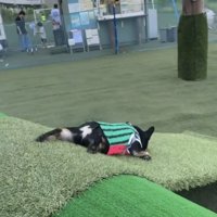 服を着て坂を滑る犬