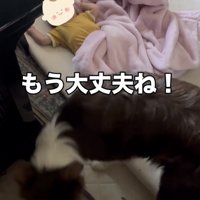 見守りを終えた犬