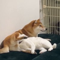 こたろうちゃんは、ちょっとソワソワ…