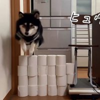 大河くんのトイレットペーパーチャレンジ4