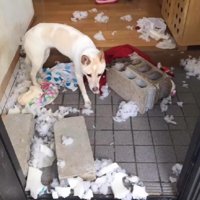 イタズラをして試すことも