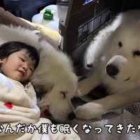 お腹を枕にしてスヤスヤ♪