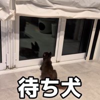 お兄ちゃんの帰りを待つこげまる君