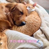 くっついてお昼寝中♡