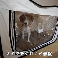 ペコちゃんの賢い行動4