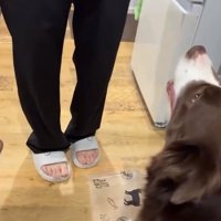 ママを見るテールちゃん