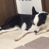 前足を舐めるリコちゃん
