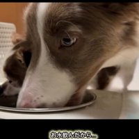 メルちゃんと水を飲むピエナちゃん