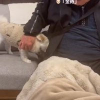 吠える犬を止めるおじいちゃん