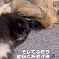 寄り添ってお昼寝♡