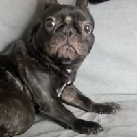 驚いた表情の犬