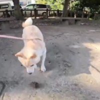 飼い主が投げた松ぼっくりを追いかける犬