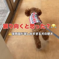 幼稚園に向かって走るトイプー