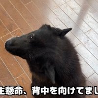 「僕、怖くないよ！」と一生懸命アピール