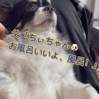 お風呂だと言われるちーちゃん