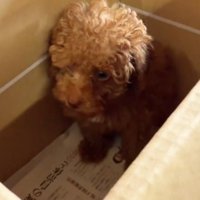 ダンボールの中でお座りする子犬