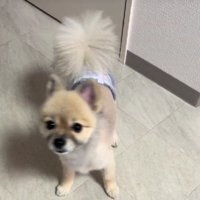 知らないわんこが来訪