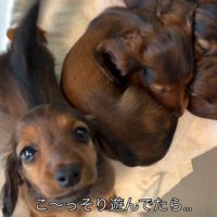 こっそり遊ぶ子犬