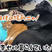 ムニくんと猫たちの尊い関係4