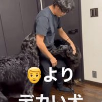ボルゾイを撫でるパパ