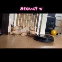 頭の上を通るルンバ