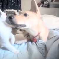 のけぞるパンダちゃん