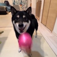 見事な送球のもずくくん