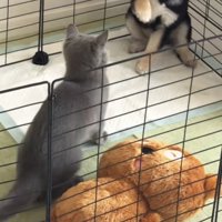 前足を折って引く豆柴