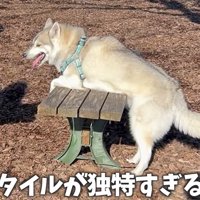 休憩するいちみちゃん