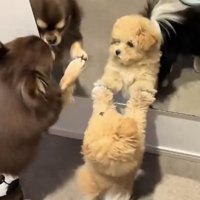 子犬を見守るチワワ