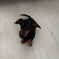 おすわりするオーレくん