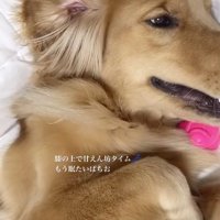 ウトウトした表情の犬