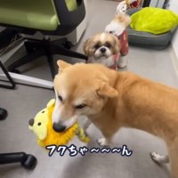 ヒコーキ耳でおもちゃを持ってくる豆柴