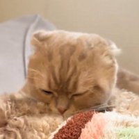 犬を毛繕いする猫